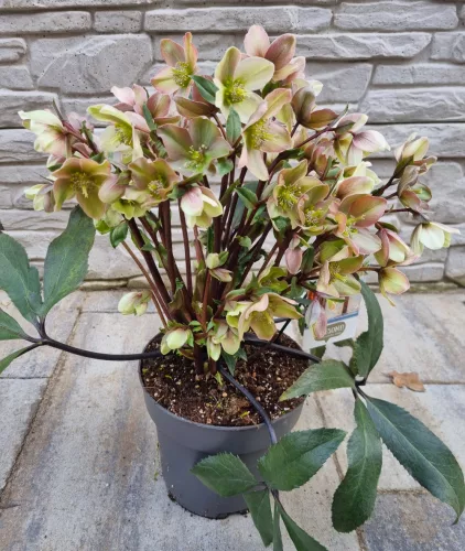 Hunyor - Helleborus HGC Camelot