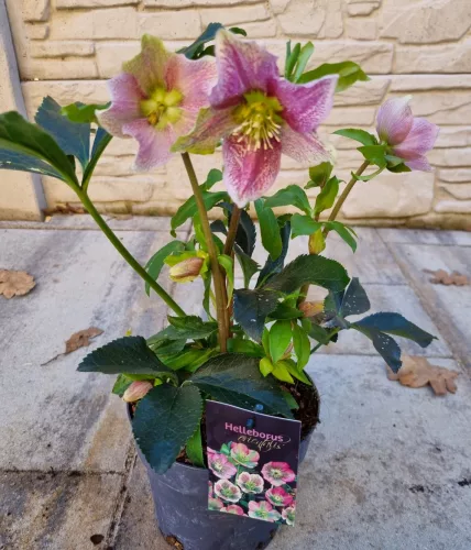 Keleti hunyor - Helleborus Orientalis - Lilásan erezett virággal