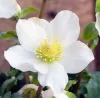 Fekete Hunyor - Helleborus Niger 