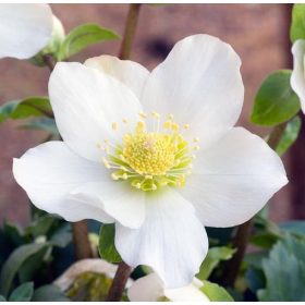 Fekete Hunyor - Helleborus Niger 