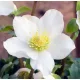 Fekete Hunyor - Helleborus Niger 