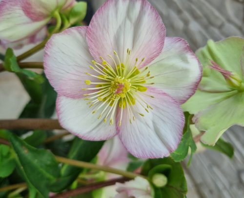 Hunyor - Helleborus HGC Ice n 'Roses' Picotee