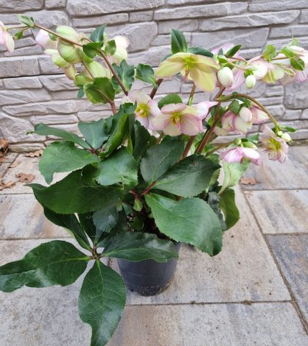 Hunyor - Helleborus HGC Ice n 'Roses' Picotee