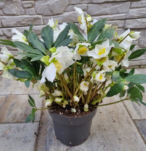 Hunyor - Helleborus HGC Jacob Royal