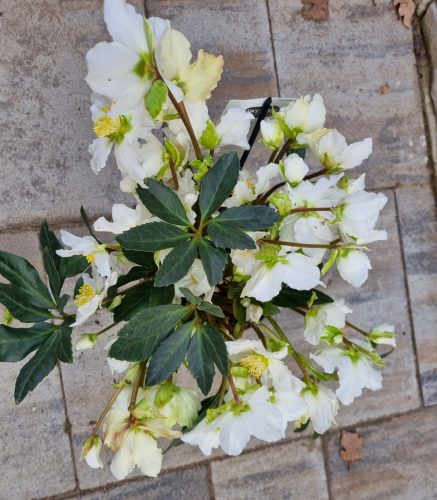 Hunyor - Helleborus HGC Jacob Royal