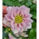 Telt virágú Hunyor - Helleborus HGC Lily