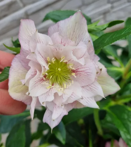 Telt virágú Hunyor - Helleborus HGC Lily