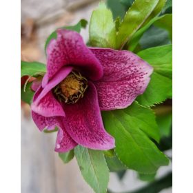 Hunyor - Helleborus × hybridus Harvington pink