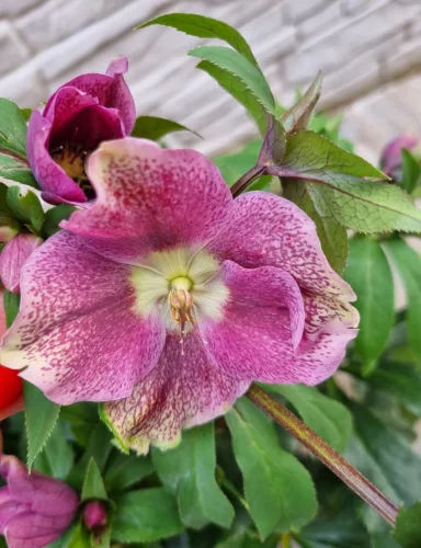 Hunyor - Helleborus × hybridus Harvington pink