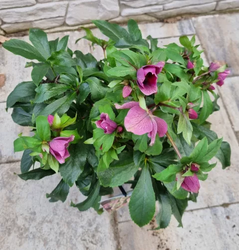 Hunyor - Helleborus × hybridus Harvington pink