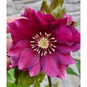   Telt virágú Hunyor - Helleborus orientalis "Dubble Ellen Red"
