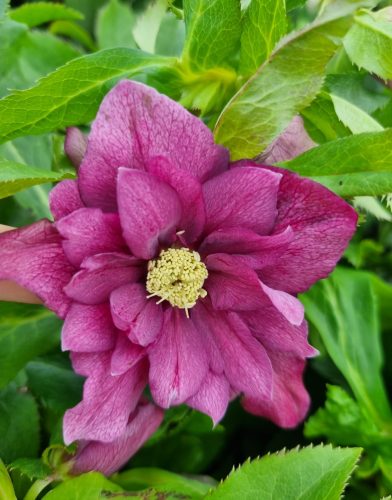 Telt virágú Hunyor - Helleborus orientalis "Dubble Ellen Red"