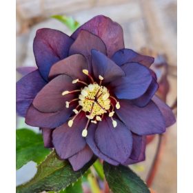 Hunyor - Helleborus orientalis "Manon"