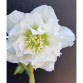 Hunyor - Helleborus orientalis "Dafine"
