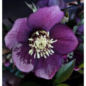 Hunyor - Helleborus orientalis "Abigail"
