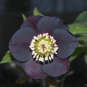Hunyor - Helleborus orientalis "Naomi"