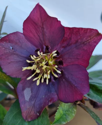 Hunyor - Helleborus orientalis "Naomi"