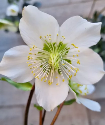 Fekete Hunyor - Helleborus Niger 