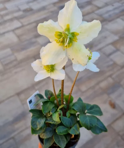 Fekete Hunyor - Helleborus Niger 
