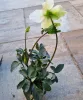 Fekete Hunyor - Helleborus Niger 