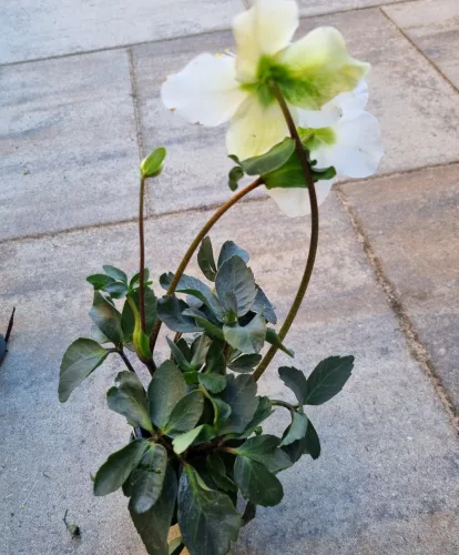 Fekete Hunyor - Helleborus Niger 