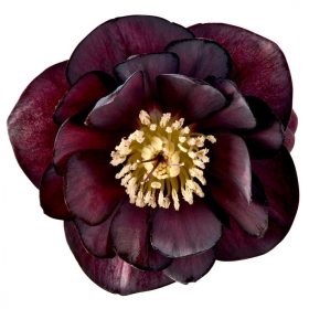 Hunyor - Helleborus orientalis "Dagmar"