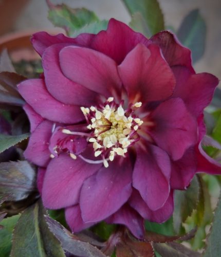 Hunyor - Helleborus orientalis "Dagmar"