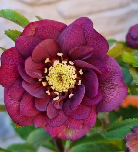 Hunyor - Helleborus orientalis "Dagmar"