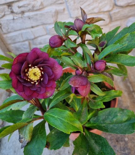 Hunyor - Helleborus orientalis "Dagmar"