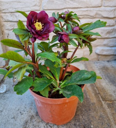 Hunyor - Helleborus orientalis "Dagmar"