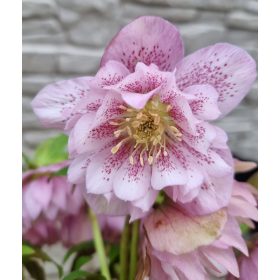 Hunyor - Helleborus "Larissa"