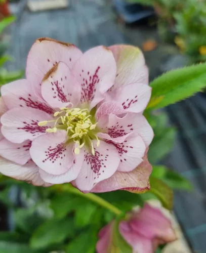Hunyor - Helleborus "Larissa"
