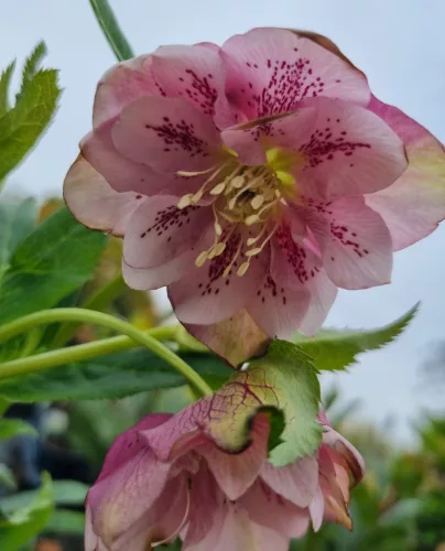 Hunyor - Helleborus "Larissa"