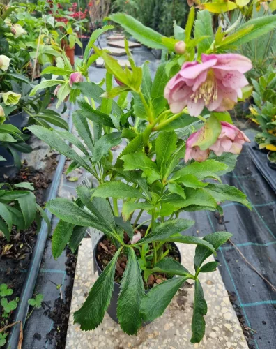Hunyor - Helleborus "Larissa"