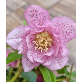 Hunyor - Helleborus "Phoebe"