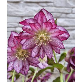 Helleborus Orientalis - Hunyor - Elise