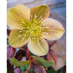 Hunyor - Helleborus "Guess" 