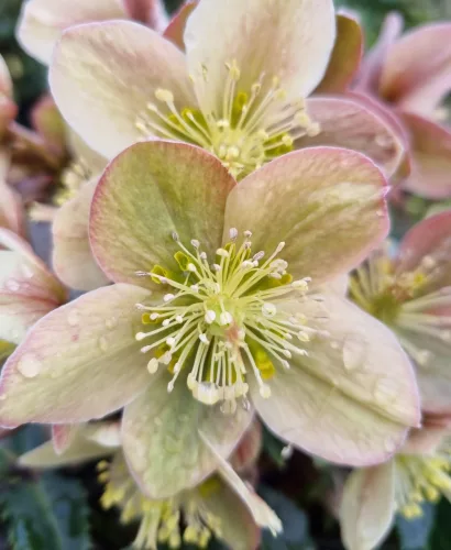 Hunyor - Helleborus "Guess" 