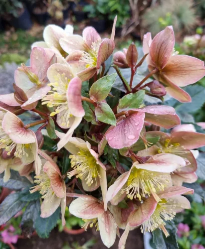 Hunyor - Helleborus "Guess" 