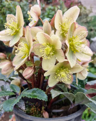 Hunyor - Helleborus "Guess" 