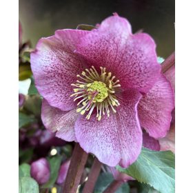 Hunyor - Helleborus "Charmer" 