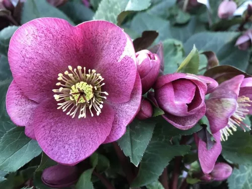 Hunyor - Helleborus "Charmer" 