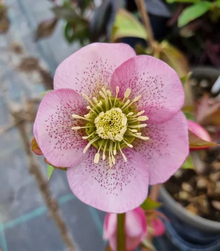 Hunyor - Helleborus "Charmer" 