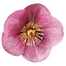 Hunyor - Helleborus "Charmer" 