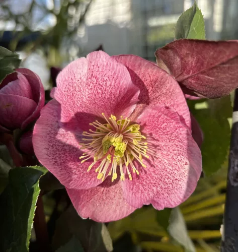 Hunyor - Helleborus "Charmer" 