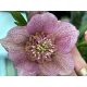 Hunyor - Helleborus orientalis "Tutu" 