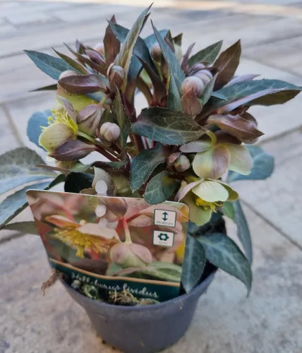 Hunyor - Helleborus Lividus " Purple price"