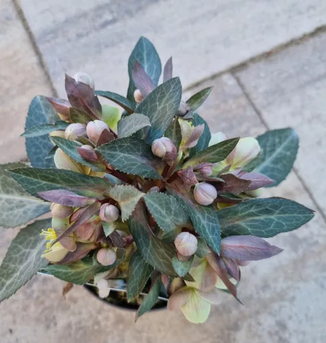 Hunyor - Helleborus Lividus " Purple price"