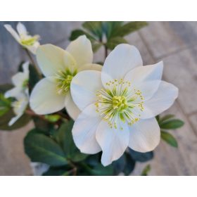 Fehér virágú Hunyor - Helleborus Niger 