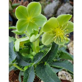 Korzikai Hunyor - Helleborus Argutifolius